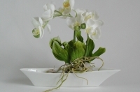 Small Phalaenopsis